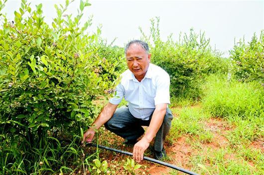 蓝莓之父带领村民种植蓝莓 规模居湖北之首